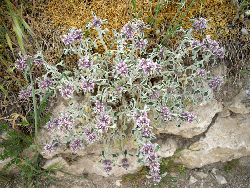 Marrubium supinum en fleurs sur des éboulis secs et ensoleillés en Espagne